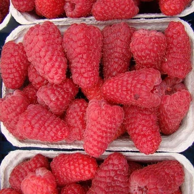 Rubus idaeus 'Laszka' – Óriásmálna