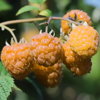 Rubus idaeus 'Little Goodasgold' – Folytontermő sárga málna