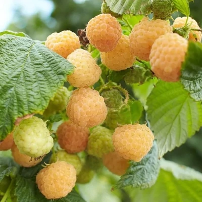 Rubus idaeus Lowberry® 'Goodasgold' – Folytontermő málna (sárga)