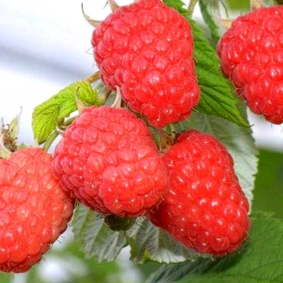 Rubus idaeus 'Malling Seedling' – Málna