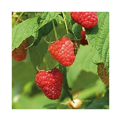 Rubus idaeus 'Polana' – Folytontermő málna