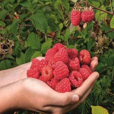 Rubus idaeus 'Polesie' – Folytontermő málna (rezisztens)
