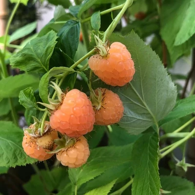 Rubus idaeus Primeberry® 'Autumn Amber' – Málna (őszi, tüske nélküli)