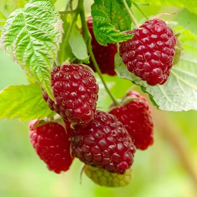 Rubus idaeus Primeberry® 'Autumn Chef®' – Folytontermő málna