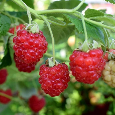 Rubus idaeus Primeberry® 'Autumn Happy' (syn.: 'Malling Happy') - Málna (kései)