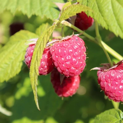 Rubus idaeus Primeberry® 'Autumn Passion' (syn.: 'Malling Passion') – Málna (őszi, sötétlila)