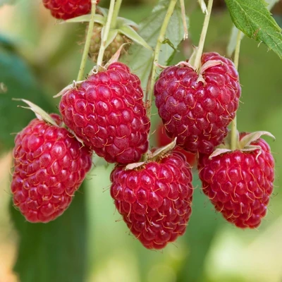 Rubus idaeus 'Sanibelle'® – Málna