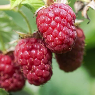 Rubus idaeus 'Schönemann' – Málna (őszi)