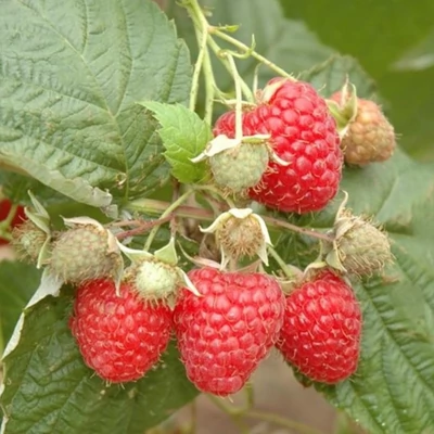 Rubus idaeus Twotimer® 'Sugana' – Folytontermő málna