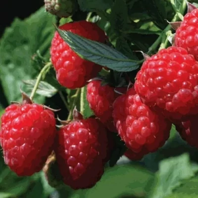 Rubus idaeus 'TulaMagica'® – Málna