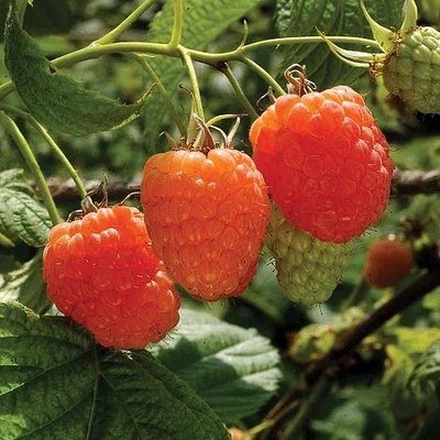 Rubus idaeus 'Valentina' – Málna