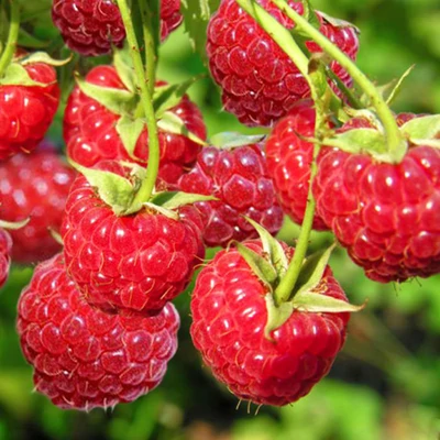 Rubus idaeus 'Willamette' – Rezisztens málna