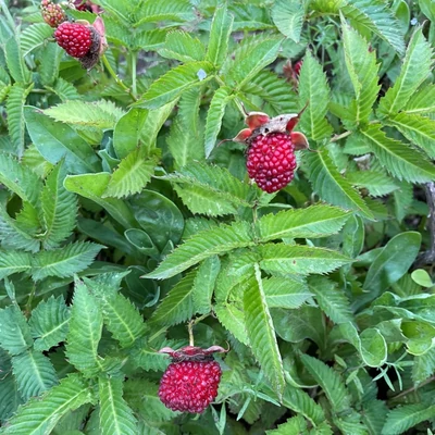Rubus illecebrosus – Japán szamócamálna