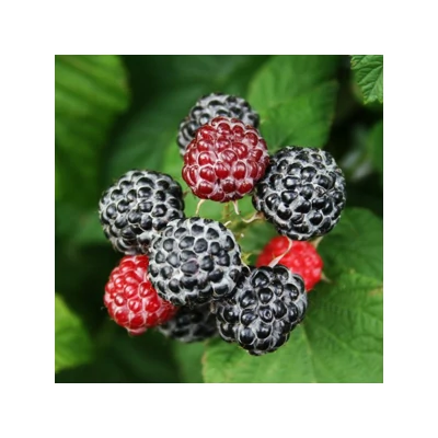 Rubus occidentalis 'Black Jewel' – Fekete málna