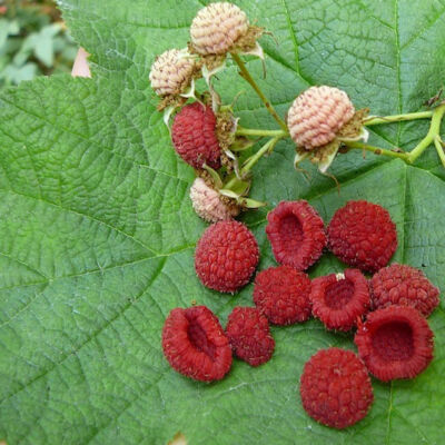 Rubus odoratus – Illatos szeder