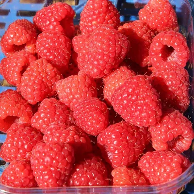 Rubus idaeus 'San Rafael' – Rezisztens málna