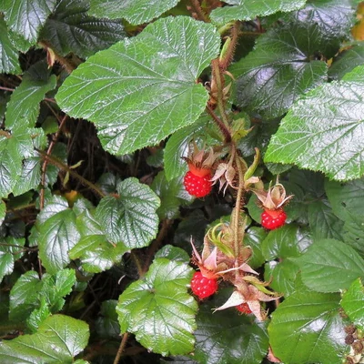 Rubus 'Tricolor' – Örökzöld szeder