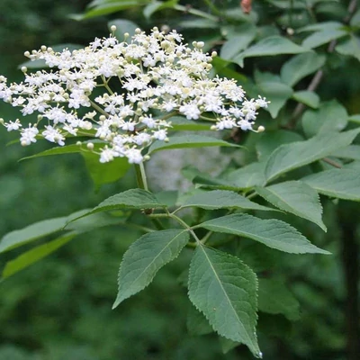 Sambucus nigra 'Imde' – Fekete bodza