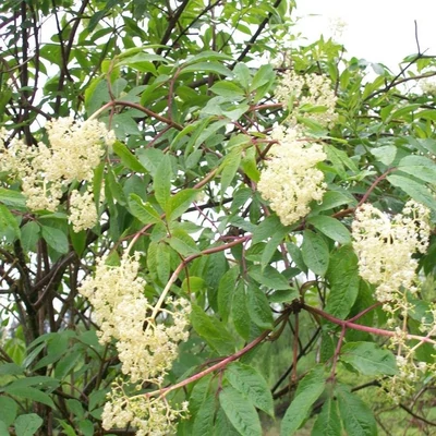 Sambucus sieboldiana – Bodza
