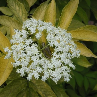 Sambucus canadensis 'Aurea' – Kanadai bodza