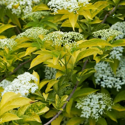 Sambucus nigra 'Aurea' – Bodza