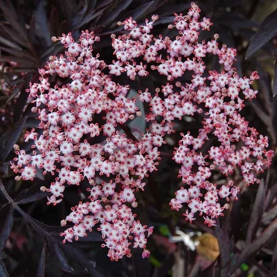 Sambucus nigra 'Bad Muskau' – Fekete bodza