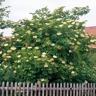 Sambucus nigra 'Holunder® Nova' – Bodza