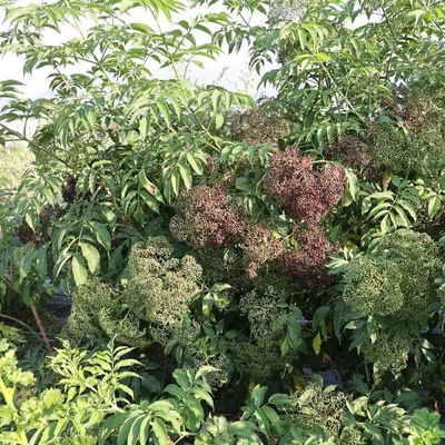 Sambucus nigra 'Holunder® Ranch' – Bodza