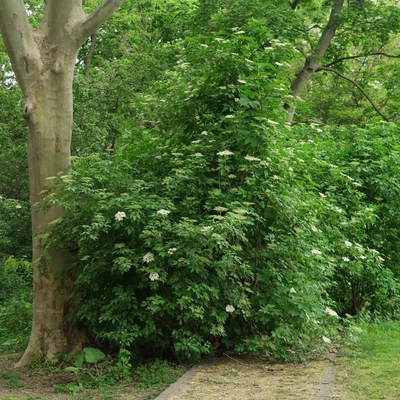 Sambucus nigra 'Holunder® York' – Bodza