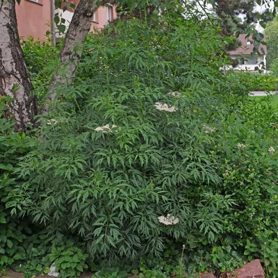 Sambucus nigra 'Laciniata' – Szeldelt levelű fekete bodza