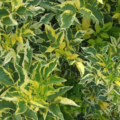 Sambucus nigra 'Madonna' – Bodza
