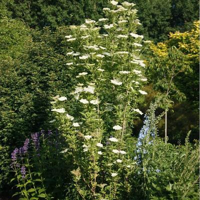 Sambucus nigra 'Obelisk' – Bodza
