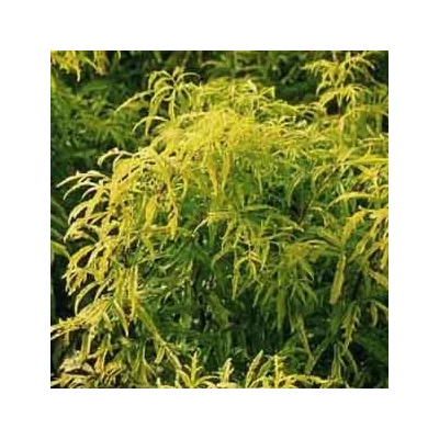 Sambucus racemosa 'Goldenlocks' – Aranylombú fürtös bodza