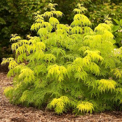 Sambucus racemosa 'Lemony Lace' – Fürtös bodza