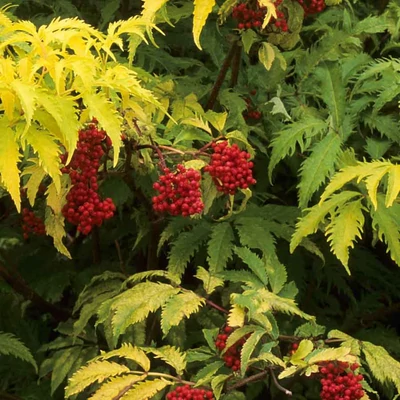 Sambucus racemosa 'Sutherland Gold' – Ékszer fürtös bodza