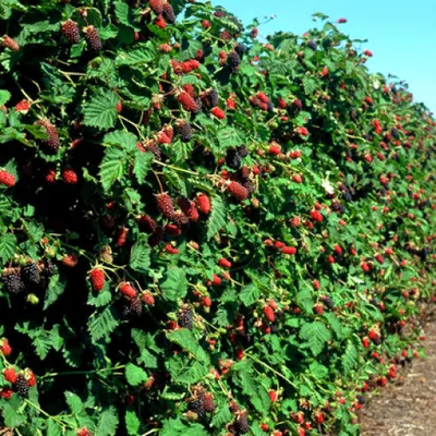 Rubus fruticosus - Szeder mix, gyümölcstermő sövény