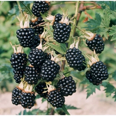 Rubus fruticosus 'Thornfree' - Tüskétlen fekete szeder