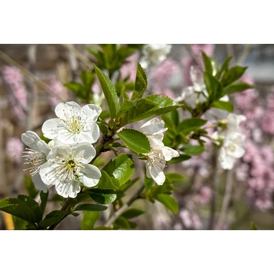 'Baby Sour Cherry' törpe meggyfa