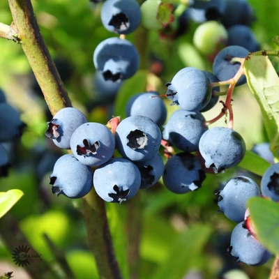 Vaccinium corymbosum 'Ama' - Magasbokrú áfonya (cserjés vagy fürtös áfonya)