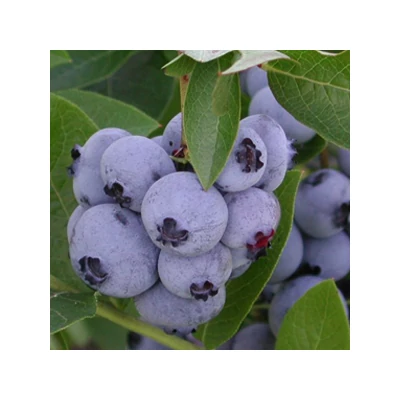 Vaccinium corymbosum 'Bluejay' - Magasbokrú kék áfonya