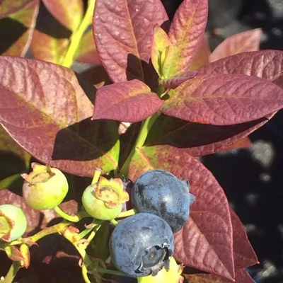 Vaccinium corymbosum 'Cabernet Splash' – Magasbokrú áfonya (cserjés vagy fürtös áfonya)
