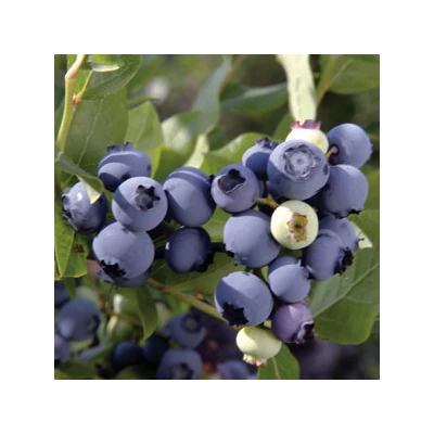 Vaccinium corymbosum 'Chandler' – Magasbokrú áfonya (cserjés vagy fürtös áfonya)