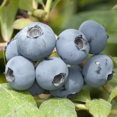 Vaccinium corymbosum 'Chanticleer' – Magasbokrú áfonya (cserjés vagy fürtös áfonya)