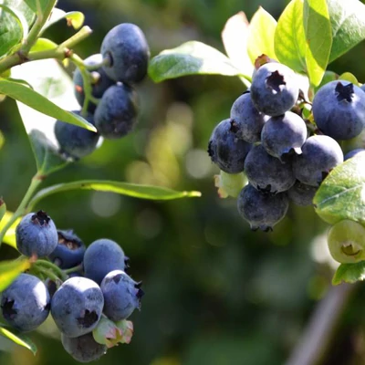 Vaccinium corymbosum 'Dixi' - Magasbokrú áfonya (cserjés vagy fürtös áfonya)