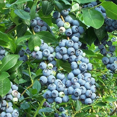 Vaccinium corymbosum 'Goldtraube 23' - Magasbokrú áfonya (cserjés vagy fürtös áfonya)