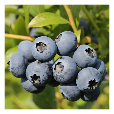 Vaccinium corymbosum 'Grover' - Magasbokrú áfonya (cserjés vagy fürtös áfonya)