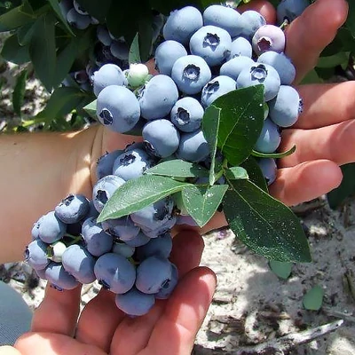 Vaccinium corymbosum 'Hannah's Choice' – Magasbokrú áfonya (cserjés vagy fürtös áfonya)