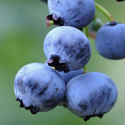 Vaccinium corymbosum 'Herbert' – Magasbokrú áfonya (cserjés vagy fürtös áfonya)
