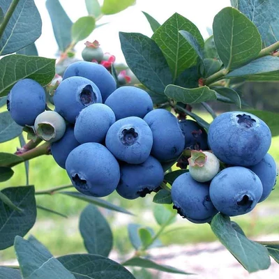 Vaccinium corymbosum 'Hortblue Petite' - Magasbokrú áfonya (cserjés vagy fürtös áfonya)