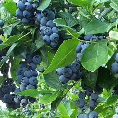 Vaccinium corymbosum 'Jersey' - Magasbokrú áfonya (cserjés vagy fürtös áfonya)
